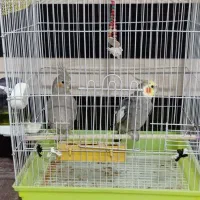 عروس هلندی سالم|پرنده|حویق, |دیوار