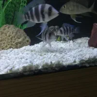 فرانتوزا، پیروکسیموس، لوچ دلقک