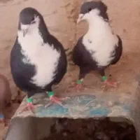 دوجفت کرواتی سرخ وسیاه فروشی