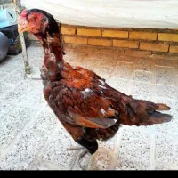 مرغ لاری خر ی ا