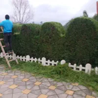 هرس انواع کاجها،لاوسون بصورت حرفه ای چمستان|خدمات باغبانی و درختکاری|چمستان, |دیوار