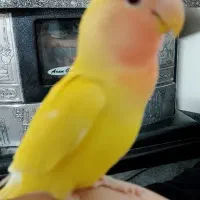 طوطی کوتوله