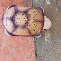 اسباب بازی|اسباب‌بازی بچه|سقز, |دیوار