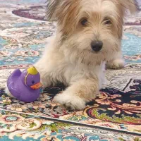 سگ شیتزو ۶ ماهه|سگ|شیراز, شهرک رضوان|دیوار