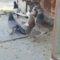 ۶ عدد بهبونی|پرنده|شیراز, رکن‌آباد|دیوار