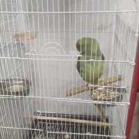 فروش شاه طوطی