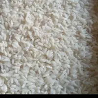برنج چمپای روستای کره