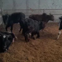 گوساله نر لاغر گیلک ۱۳۰ کیلویی ۱۵ راس