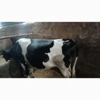 گاو جوان برای قربانی