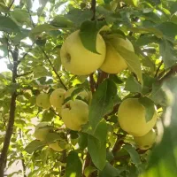 فروش زمین، باغ، خونه باغ