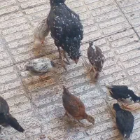 مرغ جوجه لاری گلین