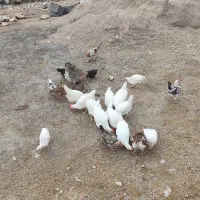 تیله فروشی|کلکسیون و سرگرمی|لنده, |دیوار