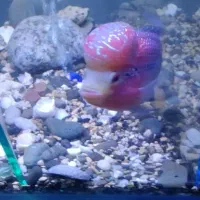 فلاور نژاد دار خارجی