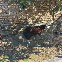 بره ماده توقلی|حیوانات مزرعه|آق قلا, |دیوار