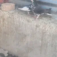 شهری . بهبهانی|پرنده|فیروزآباد (فارس), |دیوار