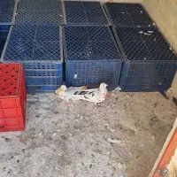 سبد شیری و ماستی|ظروف نگهدارنده، پلاستیکی، یکبارمصرف|ورامین, ورامین|دیوار