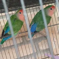 جوجه عروس هلندیی و دوتا کوتوله|پرنده|خمینی‌شهر, |دیوار