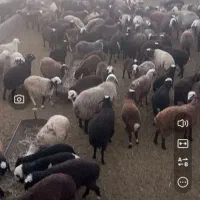 تعدادی بره|حیوانات مزرعه|محلات, |دیوار