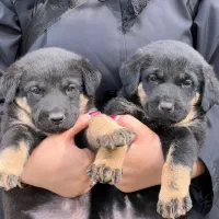 توله ژرمن شپرد