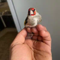 سهره کرمونی نر گل بلند پاییزه