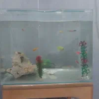 اکواریم