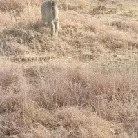 فروش بز و پازن|حیوانات مزرعه|پادنا علیا, |دیوار