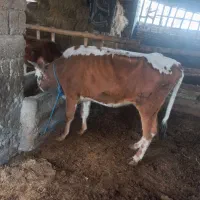 تلی گوساله  نزاییده دورگ سیمینتال خوش خوراک|حیوانات مزرعه|گنبد کاووس, |دیوار