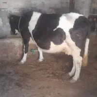 گاو ماده|حیوانات مزرعه|اهر, |دیوار