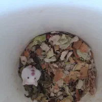 همستر|موش و خرگوش|ایذه, |دیوار