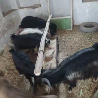 بزغاله بز بره کره دوبور گوسفند|حیوانات مزرعه|فلاورجان, |دیوار