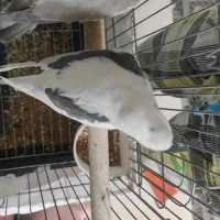 انواع عروس هلندی نر و ماده تک و جفت