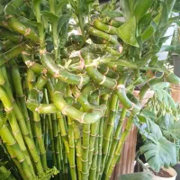 گل بامبو کلکسیونی