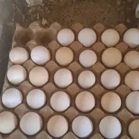 تخم مرغ محلی تازه