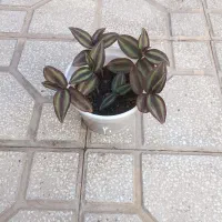 گل گندمی و برگ بیدی بنفش|گل و گیاه طبیعی|سبزوار, باهنر|دیوار