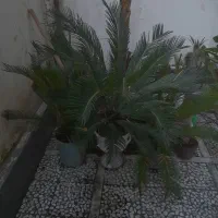 گل سیکاس و بابا آدم بزرگ تنه سبز