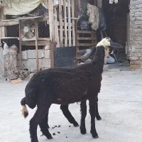 گوسفند (بره