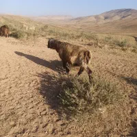 قوچ سه ساله ترکی و کاوه|حیوانات مزرعه|پاتاوه, |دیوار