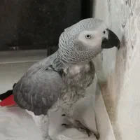 کاسکو ماده 9ساله|پرنده|کرج, کوی امامیه|دیوار