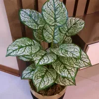 بوته سینگینیوم ۱۸ برگ خارجی