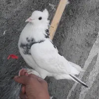 ۵ تاکفتر پرشی