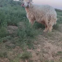 دوعددگوسفندنروماده .محل بازدید سوسنگرد|حیوانات مزرعه|اهواز, نادری|دیوار