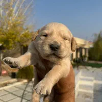 سگ گلدن رتریور اصل