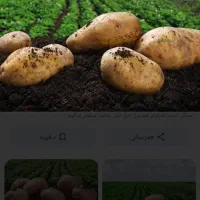 زمین کشاورزی