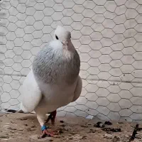 کبوتر طوقی ابی نر