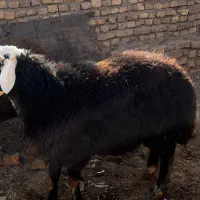 بره قوچ