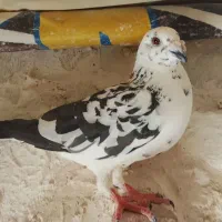 کبوتر
