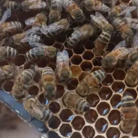 کندو زنبور عسل