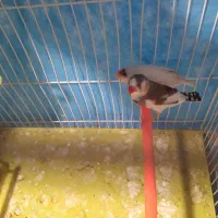 فنچ باتخم معاوضه با جفت مرغ عشق