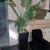 درختچه کنتیا با گلدان