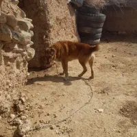 سگ گلگی|سگ|قائن, |دیوار